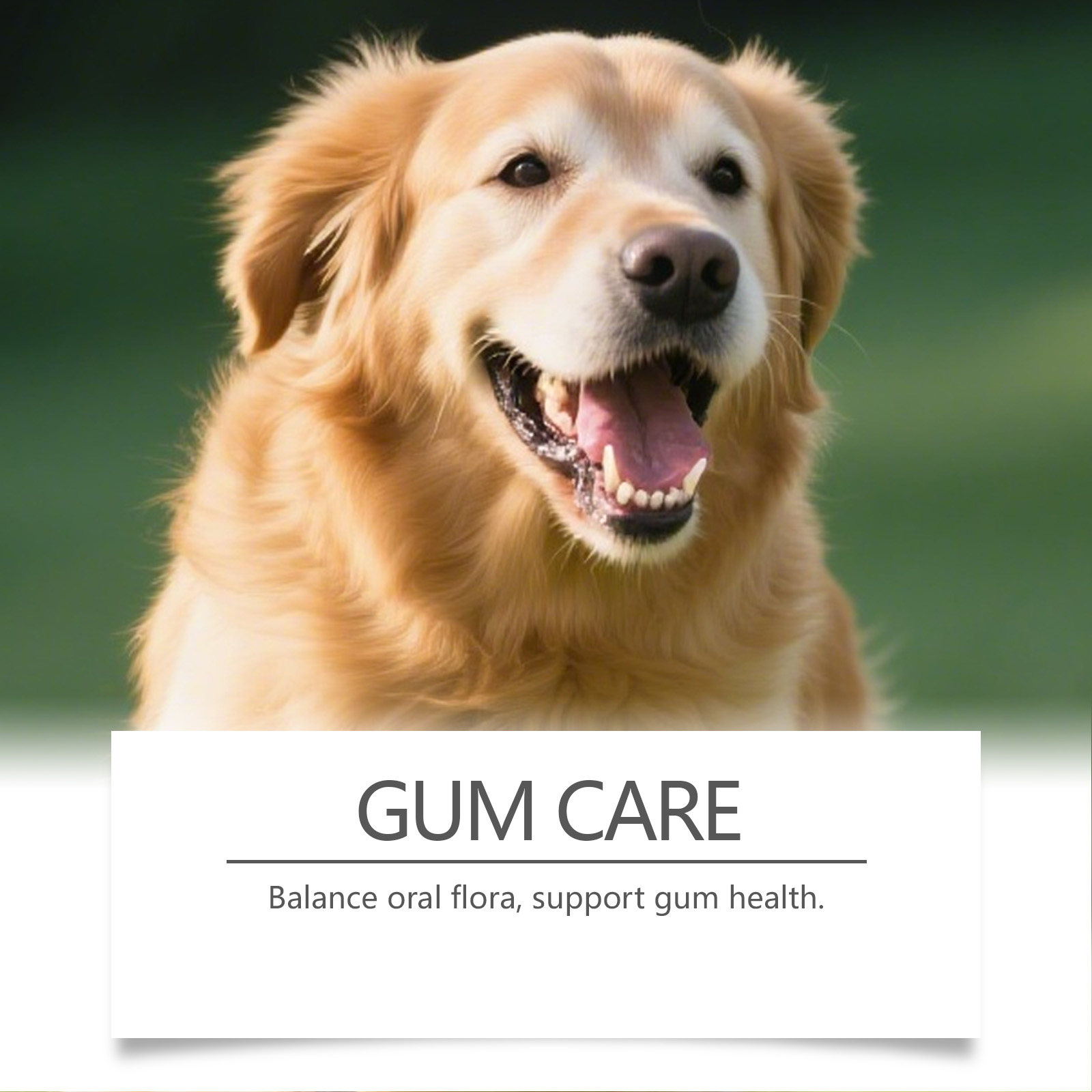 Dog Dental Care Powder Cat Bre - Teeth Whitening Powder recension och pris